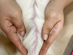 -鑫艺宠物美容培训学校