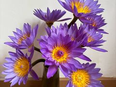 -循礼门鲜花花市(武汉循礼门店)