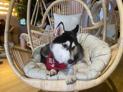 -Husky Go! 哈士奇体验馆·宠物咖啡厅狗咖