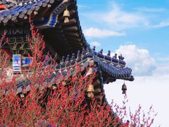 -梅花山(明孝陵内)