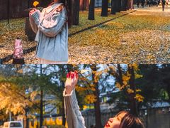 -三里屯东五街银杏大道