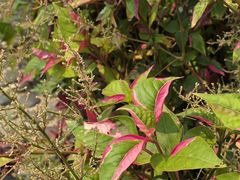 -广西壮族自治区药用植物园