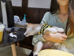 -逗柴咖啡屋·狗咖猫咖宠物桌游