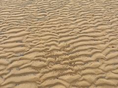 -日照海滨国家森林公园