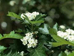 -黑龙江省森林植物园