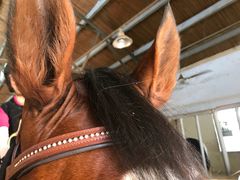 -松声马术俱乐部