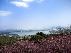 -香雪海