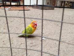 -深圳东部华侨城茵特拉根酒店