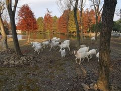 -上海海湾国家森林公园