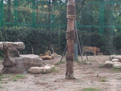 -上海野生动物园老虎餐厅