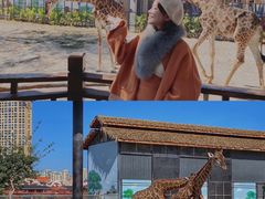 -灵玲国际马戏城