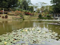 -东莞植物园