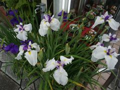 -星巴克(上海交通大学店)