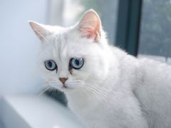 -喵的天空名猫咖啡馆·撸猫·猫舍·用品