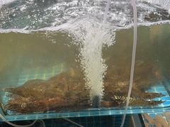 -和源祥·日照菜扛把子(万平口一店)