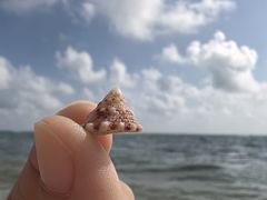 -贝壳沙滩