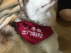 -Husky Go! 哈士奇体验馆·宠物咖啡厅狗咖