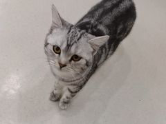 -共舞时光猫咖·狗咖(新街口店)