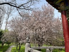 -洛阳白马寺
