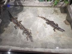 -乌鲁木齐海洋馆