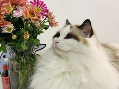 -东方名猫馆·英短金渐层布偶猫舍(环线广场1号楼店)