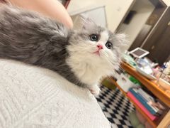 -momokira米努特·德文卷毛猫·棉花面纱犬