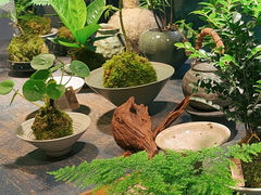 -自由生长植物工作室(深港花卉中心店)