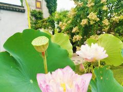 -无锡蠡湖国家湿地公园-蠡园