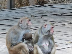 -西双版纳原始森林公园