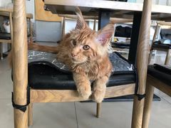 -平行世界·猫咖(首经贸店)