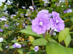 -华南国家植物园-售票处