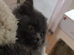 -怀远笑天犬宠物诊所