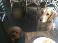 -百好乐宠物友好餐厅(朝外大街店)