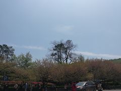 -武汉大学-樱园
