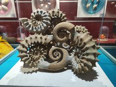 -青岛贝壳博物馆