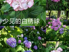 -上海滨江森林公园