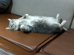 -MOCHA明星猫咖(田子坊店)