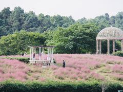 -大塘金香草谷