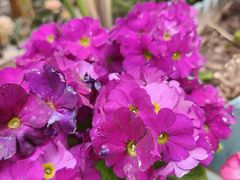 -泉乐坊步行街(烟酒特产平价超市店)