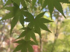 -秋霞圃