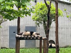 -卧龙中华大熊猫苑神树坪基地