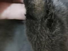 -A猫a狗全科·犬猫异宠·芥西宠物医院(南开总院)