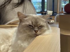 -瞄一喵猫咖(格力海岸店)
