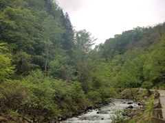 -望天鹅景区
