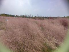 -上海滨江森林公园