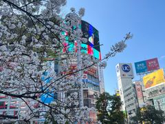 -涩谷全向十字路口