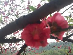 -南国桃园旅游度假区