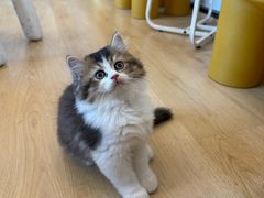 -有喵·猫咖·狗咖·30几只猫10只小狗(岗厦店)