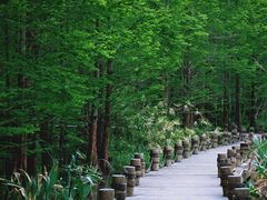 -桤木河湿地公园