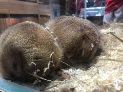 -酷以爬仙阁实体爬宠店·守宫·蜥蜴·专业繁育